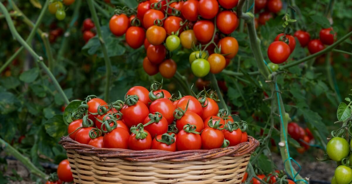 cooking-banner