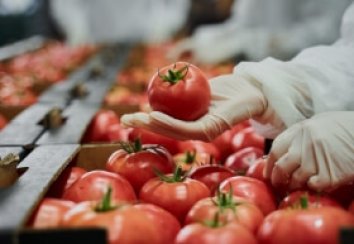 15 Tomatoes Growing Tips for a Huge Crop