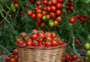Are Tomatoes a Fruit or a Vegetable? Here’s the Truth